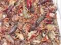 Guy Fanguy - Artist - Photographer - Guy Fanguy - Crawfish - Louisiana (1).jpg Size: 149229 - 1